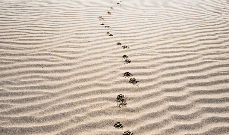 Sandy beach with trail of paw prints.