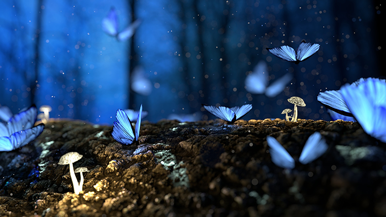 Butterflies in a dark forest
