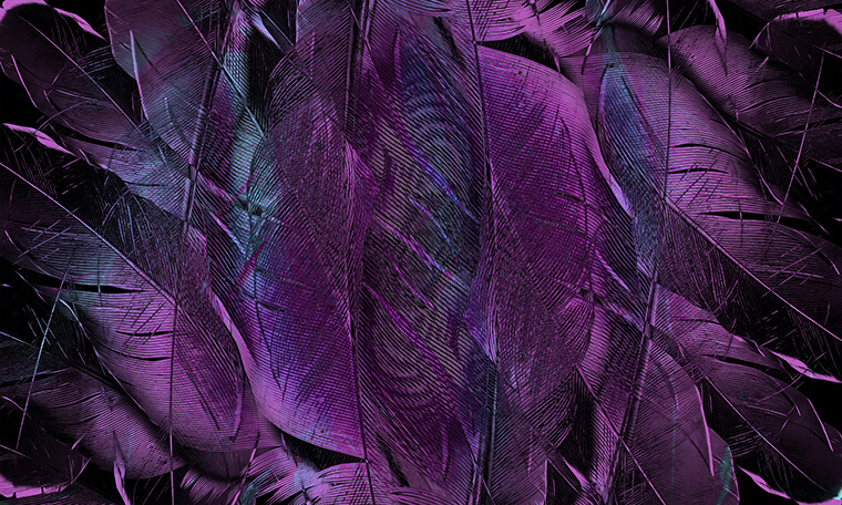 Purple feathers representing Domestic Violence Awareness Month.