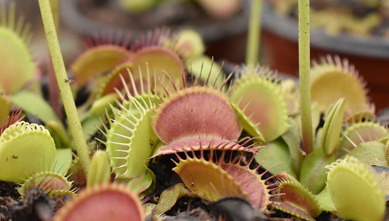 Venus flytraps and pitfalls.