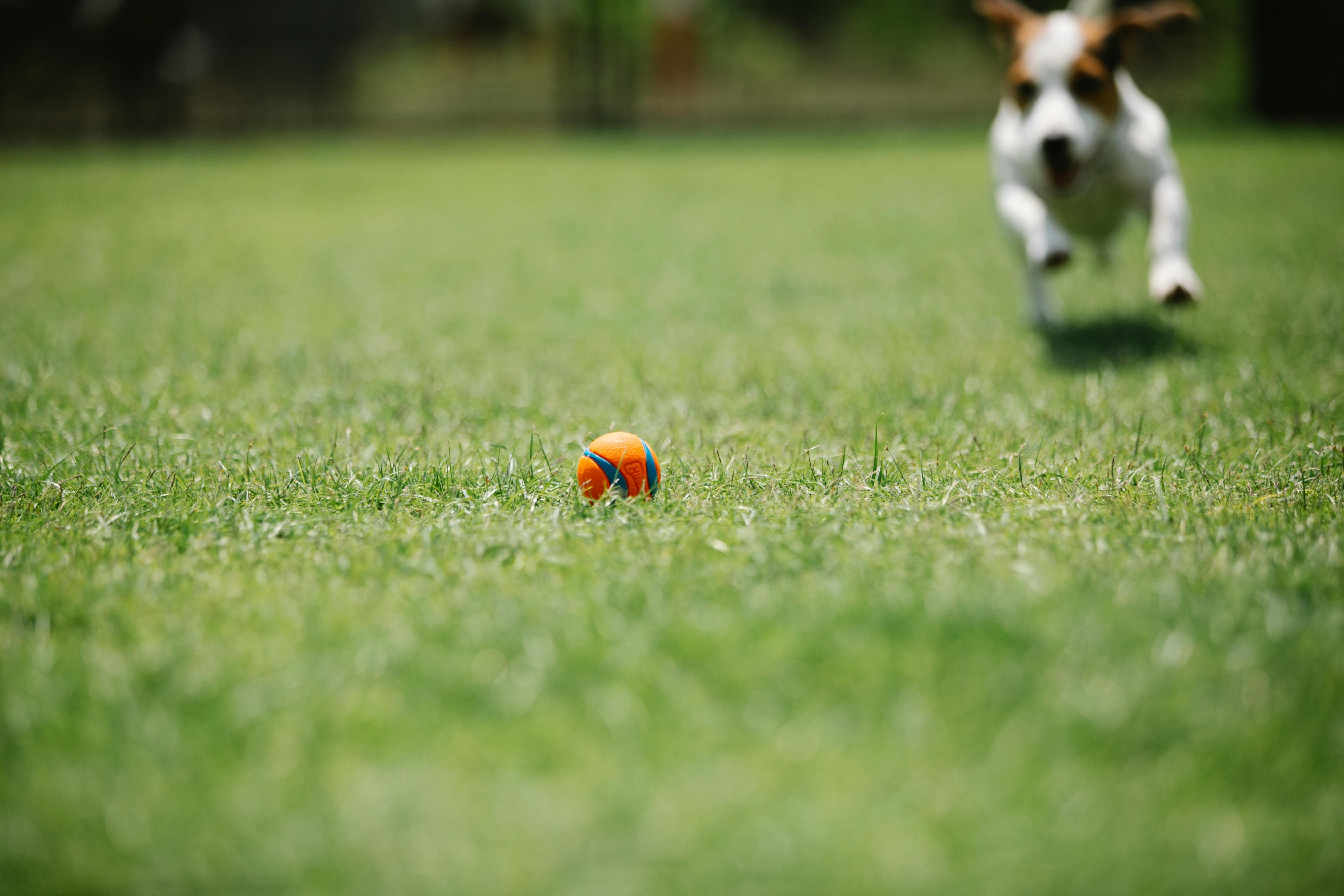dog chasing an orange ball in the grass
