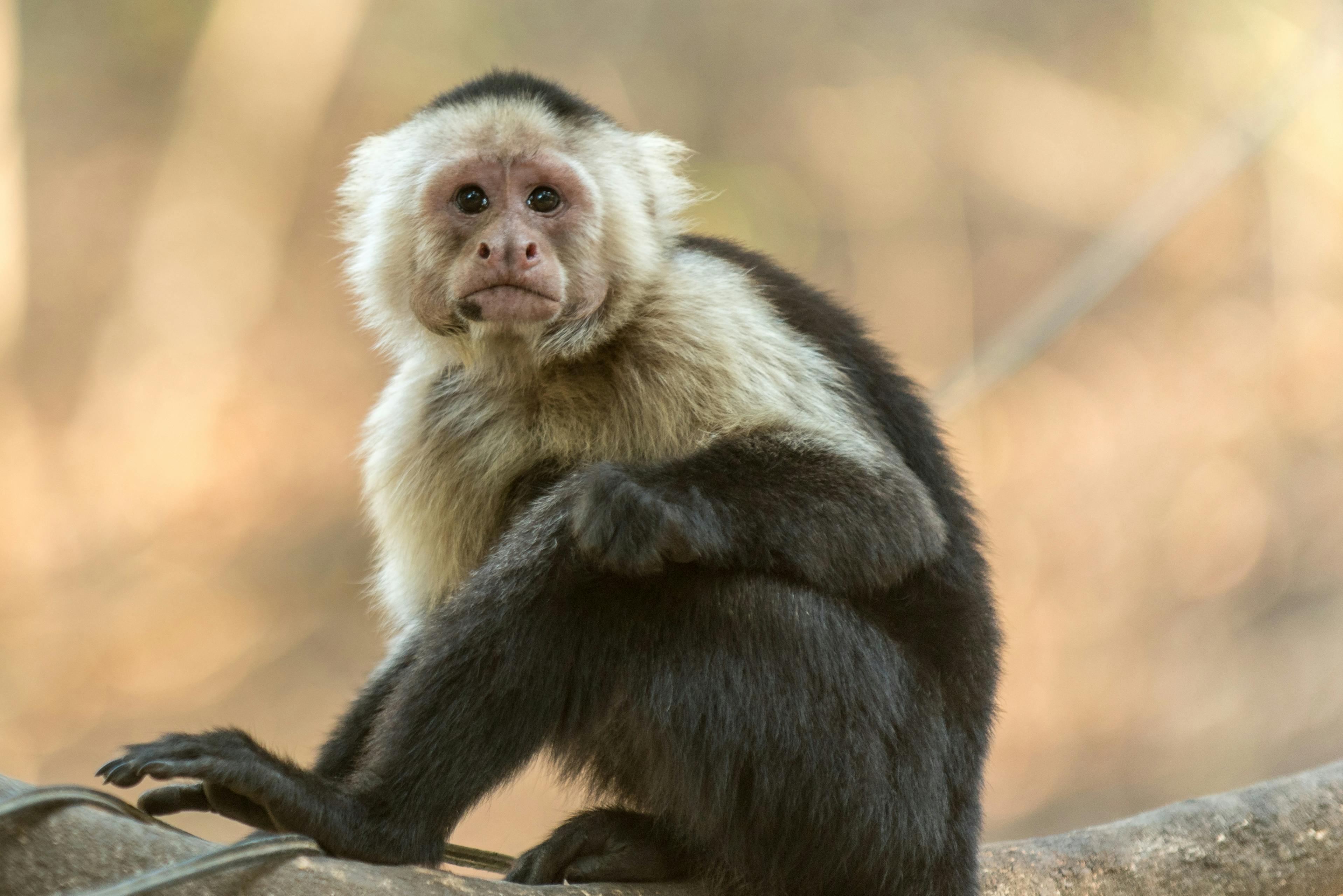 Close-up of a gray and black monkey perched on a branch, symbolizing the challenges of leadership and team dependency in contact centers.